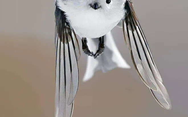 Tít đuôi dài