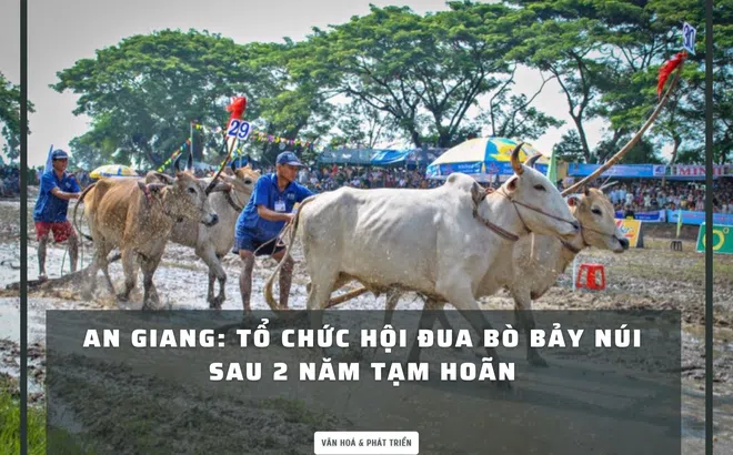 An Giang: Hội đua bò Bảy Núi sau 2 năm tạm hoãn