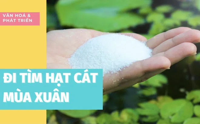 Đi tìm hạt cát mùa xuân