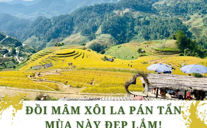 Đồi Mâm Xôi La Pán Tẩn mùa này đẹp lắm!