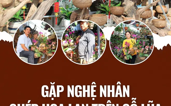 Gặp nghệ nhân ghép hoa lan trên gỗ lũa