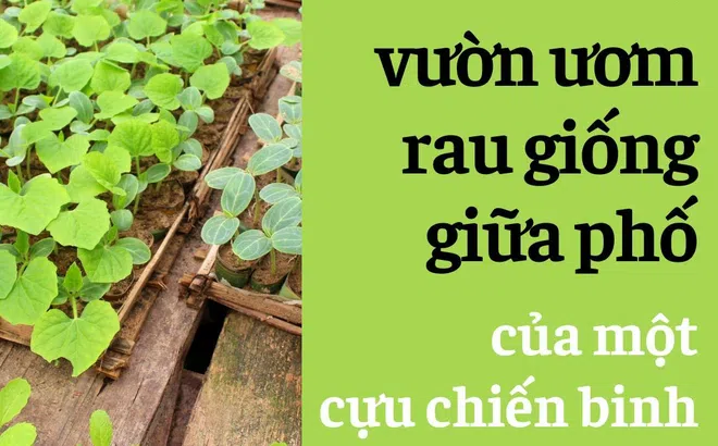 Đà Nẵng: Đi xem vườn ươm rau giống giữa phố của một cựu chiến binh
