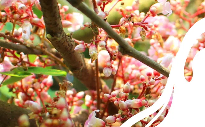 Bâng khuâng nhớ mùa hoa khế