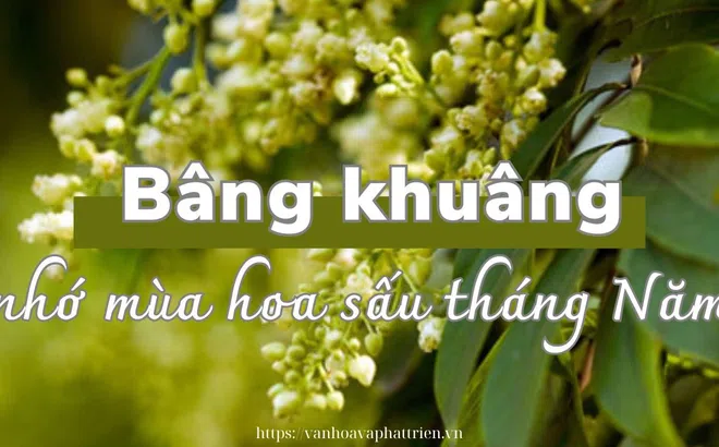 Bâng khuâng nhớ mùa hoa sấu tháng Năm