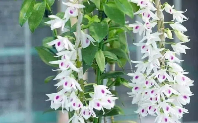 Một số câu hỏi thường gặp về hoa lan