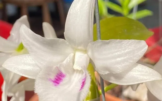 Cộng đồng những người yêu Lan VAR chung tay phòng chống dịch COVID19 bằng nhiều việc làm thiết thực